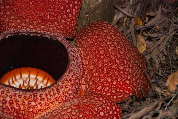 Rafflesia, a maior flor do mundo. Esta espécie está localizada em Ranau Sabah, Bornéu . — Fotografia de Stock