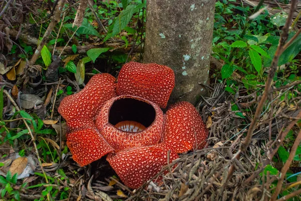 Rafflesia, den största blomman i världen. Denna art ligger i Ranau Sabah, Borneo. — Stockfoto