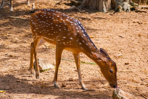 Ak kuyruklu geyik çimenli alan ayakta açık kahverengi