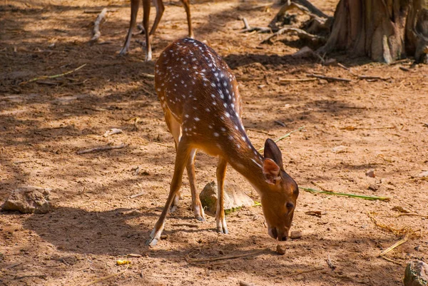 Witstaarthert fawn staande in een grasachtig veld — Stockfoto