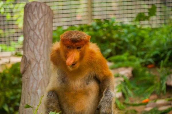 Proboscis Monkey Nasalis larvatus endemické Borneo. Mužský portrét s obrovským nosem. — Stock fotografie