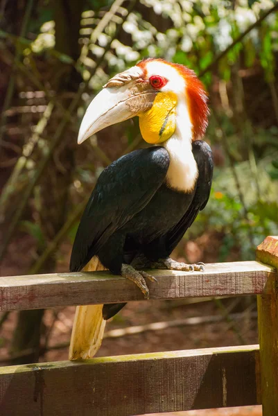 Gergedan Kartallar kuş baş shot yan görünüm