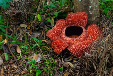 Rafflesia, dünyanın en büyük çiçek. Ranau Sabah, Borneo bulunan bu tür.