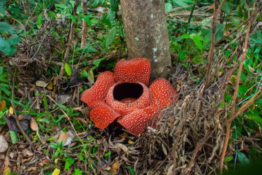 Rafflesia, dünyanın en büyük çiçek. Ranau Sabah, Borneo bulunan bu tür.