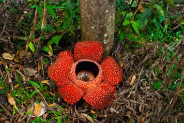 Rafflesia, dünyanın en büyük çiçek. Ranau Sabah, Borneo bulunan bu tür.