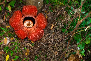Rafflesia, dünyanın en büyük çiçek. Ranau Sabah, Borneo bulunan bu tür.