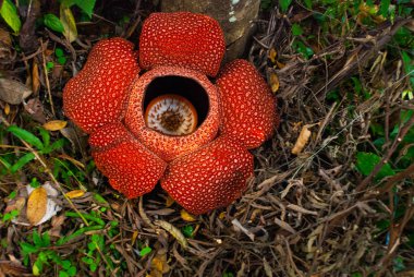 Rafflesia, dünyanın en büyük çiçek. Ranau Sabah, Borneo bulunan bu tür.