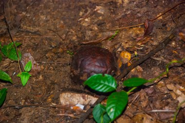 Rafflesia, dünyanın en büyük çiçek. Ranau Sabah, Borneo bulunan bu tür.