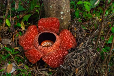 Rafflesia, dünyanın en büyük çiçek. Ranau Sabah, Borneo bulunan bu tür.