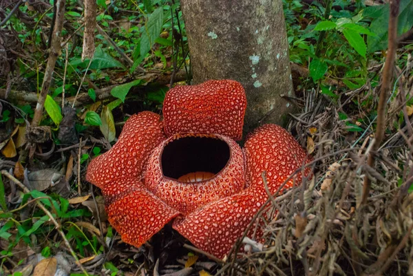 大王，世界上最大的花卉。这一物种位于婆罗洲的沙巴拉瑙. — 图库照片