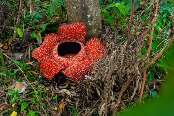 Rafflesia, největší květ na světě. Tento druh v Ranau Sabah, Borneo. — Stock fotografie
