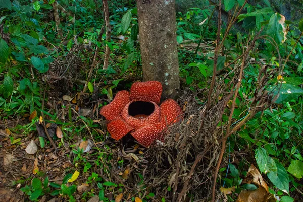Rafflesia, cea mai mare floare din lume. Această specie situată în Ranau Sabah, Borneo . — Fotografie, imagine de stoc