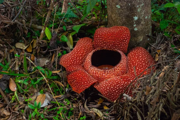 Rafflesia, den största blomman i världen. Denna art ligger i Ranau Sabah, Borneo. — Stockfoto