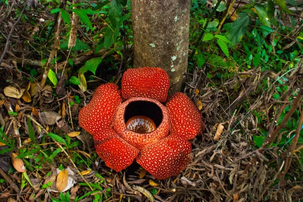 Rafflesia, a maior flor do mundo. Esta espécie está localizada em Ranau Sabah, Bornéu . — Fotografia de Stock