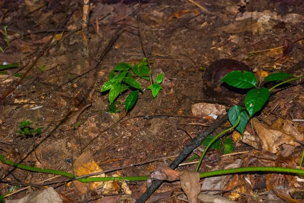 Rafflesia, největší květ na světě. Tento druh v Ranau Sabah, Borneo. — Stock fotografie