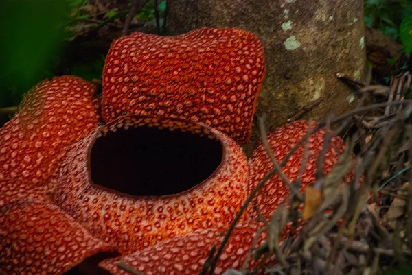 Rafflesia, la flor más grande del mundo. Esta especie se encuentra en Ranau Sabah, Borneo . —  Fotos de Stock