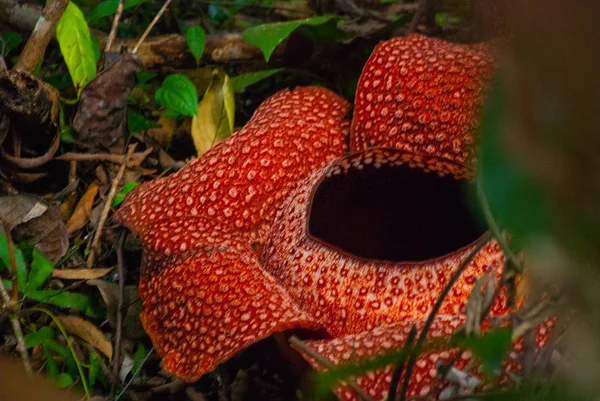 Rafflesia, the biggest flower in the world. This species located in Ranau Sabah, Borneo. — Stock Photo, Image
