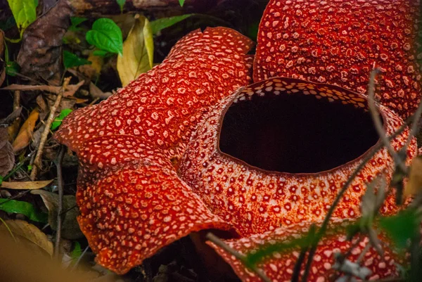 Rafflesia, největší květ na světě. Tento druh v Ranau Sabah, Borneo. — Stock fotografie