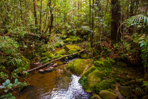 Ast und Bach. tropische Regenwaldlandschaft, Sabah Borneo, Malaysia — Stockfoto