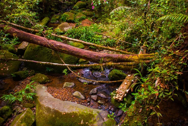 Branch e Creek. Paesaggio tropicale della foresta pluviale, Sabah Borneo, Malesia — Foto Stock