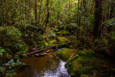 Şube ve Creek. Tropikal yağmur ormanları manzara, Sabah Borneo, Malezya
