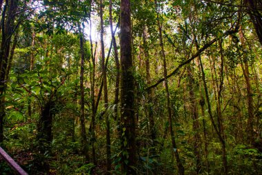 Tropikal yağmur ormanları manzara, Sabah Borneo, Malezya