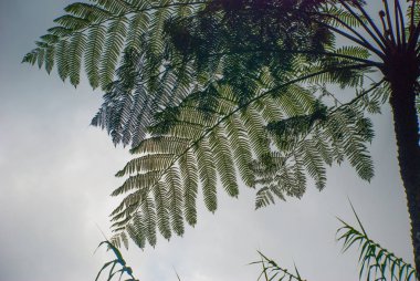 Güzel palmiye yaprağı karşı gökyüzü., Sabah Borneo, Malezya