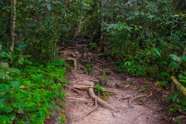 Tropikal yağmur ormanları manzara, Sabah Borneo, Malezya
