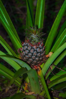 tropikal ananas yere yetişir