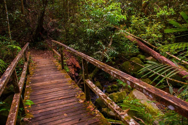 Branch e Creek. Paesaggio tropicale della foresta pluviale, Sabah Borneo, Malesia — Foto Stock