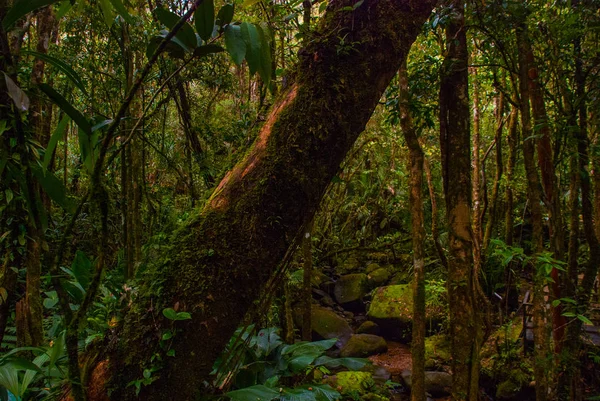 Paesaggio tropicale della foresta pluviale, Sabah Borneo, Malesia — Foto Stock