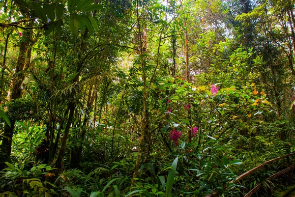 Paisaje de la selva tropical, Sabah Borneo, Malasia —  Fotos de Stock