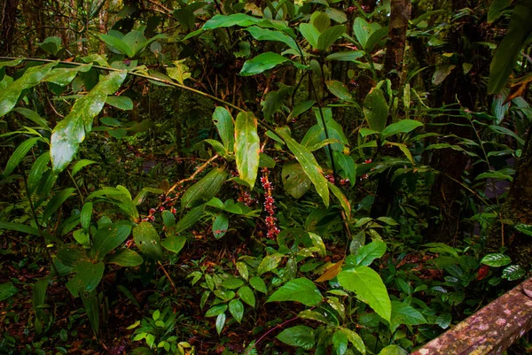 Trópusi esőerdő táj, Sabah Borneo, Malajzia — Stock Fotó