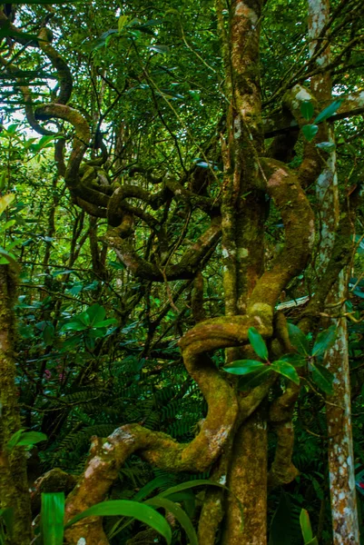 Paisagem tropical da floresta tropical, Sabah Borneo, Malásia — Fotografia de Stock