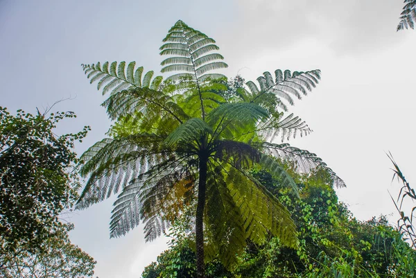 Belle feuille de palmier contre le ciel., Sabah Bornéo, Malaisie — Photo