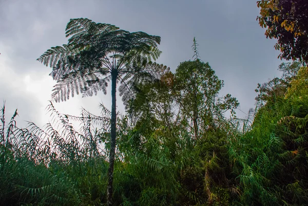 Φύλλο πανέμορφο φοινικόδασος κατά το ουρανό., Βόρνεο Sabah, Μαλαισία — Φωτογραφία Αρχείου