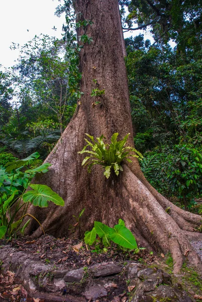 Paisagem tropical da floresta tropical, Sabah Borneo, Malásia — Fotografia de Stock