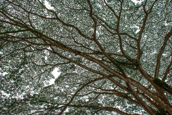 Gedetailleerde takken. Takken van bomen tegen de hemel. Kuching. Sarawak. Borneo. Maleisië. — Stockfoto