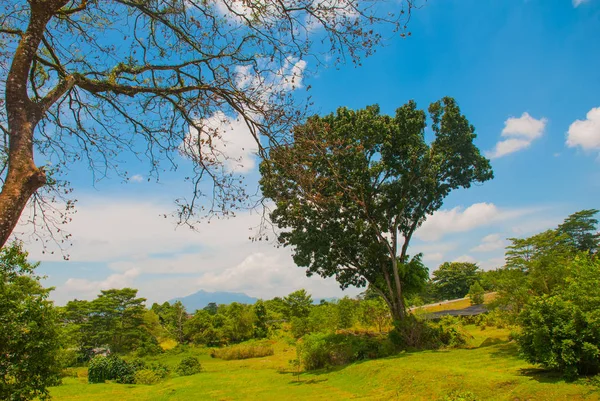 Krajobraz w lato Park z drzewami. Kuching. Sarawak. Borneo. Malezja. — Zdjęcie stockowe