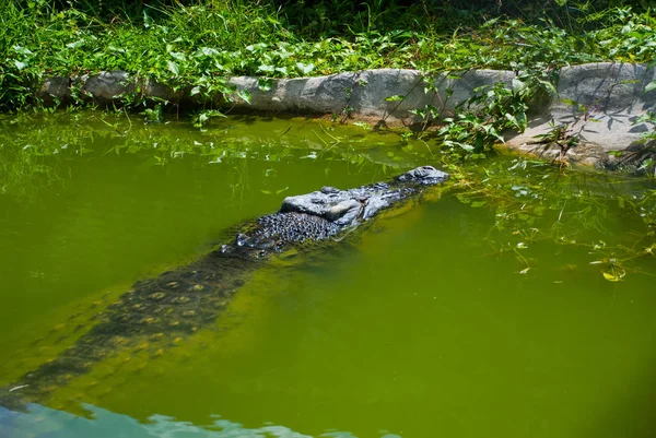 Cocodrilos en la granja de cocodrilos. Sarawak. Borneo. Malasia — Foto de Stock