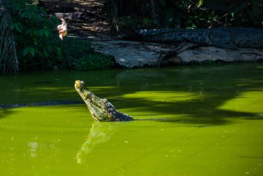 Timsahlar timsah çiftliğinde. Sarawak. Borneo. Malezya