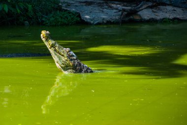 Timsahlar timsah çiftliğinde. Sarawak. Borneo. Malezya
