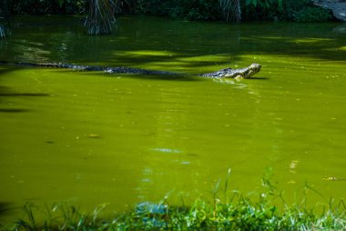 Timsahlar timsah çiftliğinde. Sarawak. Borneo. Malezya