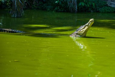 Timsahlar timsah çiftliğinde. Sarawak. Borneo. Malezya