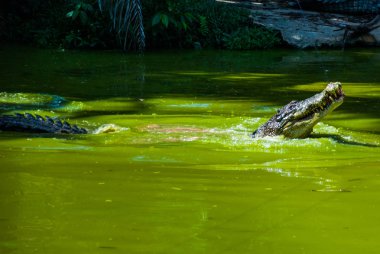 Timsahlar timsah çiftliğinde. Sarawak. Borneo. Malezya