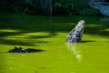Timsahlar timsah çiftliğinde. Sarawak. Borneo. Malezya