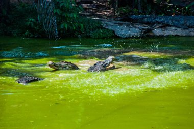 Timsahlar timsah çiftliğinde. Sarawak. Borneo. Malezya