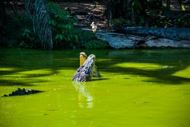 Timsahlar timsah çiftliğinde. Sarawak. Borneo. Malezya