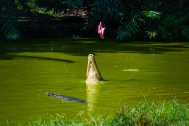Timsahlar timsah çiftliğinde. Sarawak. Borneo. Malezya