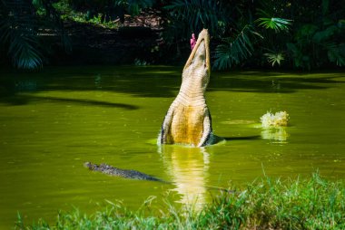 Timsahlar timsah çiftliğinde. Sarawak. Borneo. Malezya